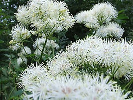 鮮花,花園,雪球