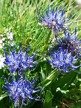 球形魔鬼爪,鮮花,藍色