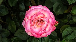 花,植物區(qū)系,粉紅色