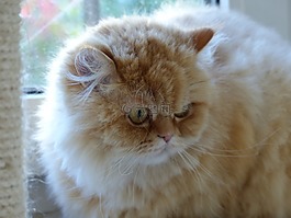 猫,fluffity,猫脸
