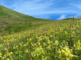 點地梅窘迫不安鍋,鮮花,黃色