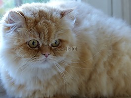 猫,fluffity,猫脸
