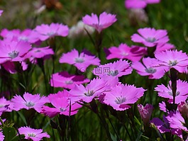 孔雀康乃馨,香石竹,花