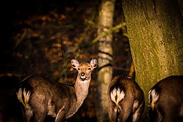 獐鹿,赫爾,紅鹿市