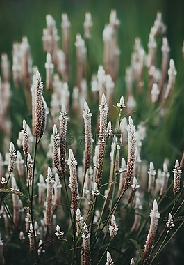鮮花,植物,植物區(qū)系