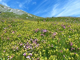 點地梅窘迫不安鍋,鮮花,黃色