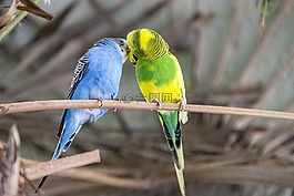 便宜,鳥,豐富多彩