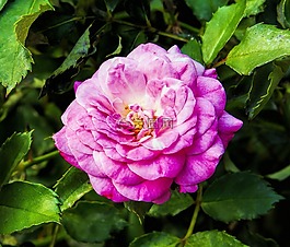 花,粉紅色,玫瑰