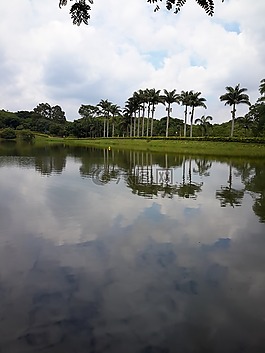 湖,棕櫚樹,天空