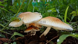 蘑菇,cep,土壤