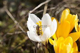 蜜蜂,收集花粉,關(guān)閉