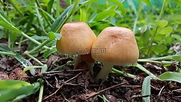 蘑菇,毒菌,草