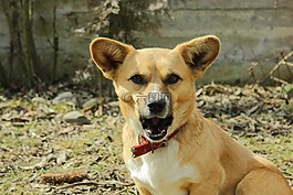 狗,農(nóng)場,動物