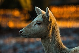 獐鹿,赫爾,紅鹿市