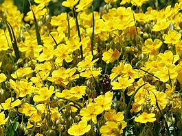 阿尔卑斯山布朗,花,开花