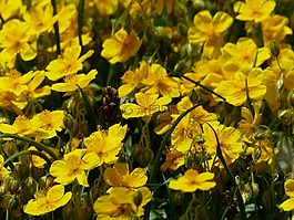 阿尔卑斯山布朗,花,开花