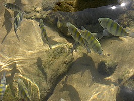 魚,海灘,水