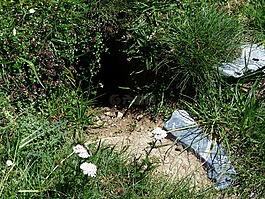 旱獭工程,旱獭洞,高寒旱獭建设