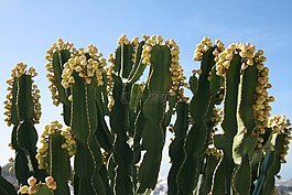 仙人掌,鮮花,植物區(qū)系