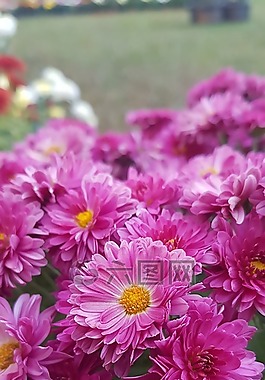 花,自然,植物區(qū)系