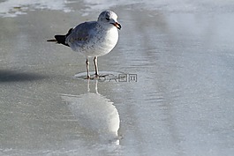 海鷗,吃,冰