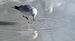 海鷗,吃,冰