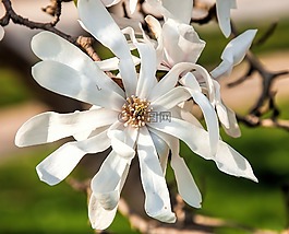 花,盛開(kāi),樹