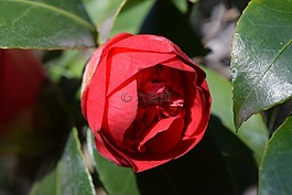 芽,紅色,性質(zhì)