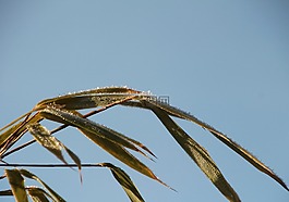 凍結(jié),弗羅斯特,冰鎮(zhèn)