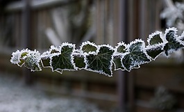 凍結(jié),弗羅斯特,冰鎮(zhèn)