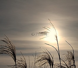 蘆葦,冷,寒冬