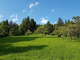 果樹,云杉,夏天草地