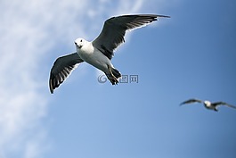 海鷗,海,時(shí)間