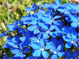 龍膽,性質(zhì),花