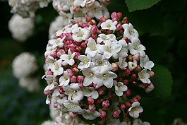 開花,裝飾,白