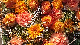 橙色的花朵,鲜花,橙