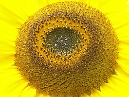 太陽花,花,黃色