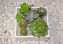 花,插花,綠色的植物