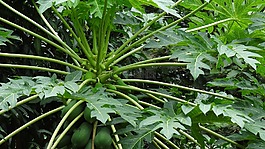木瓜,熱帶水果的樹,caricaceae