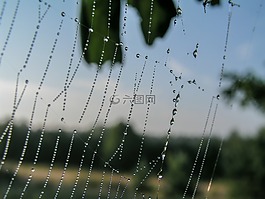蜘蛛網(wǎng)滴,羅莎,草甸