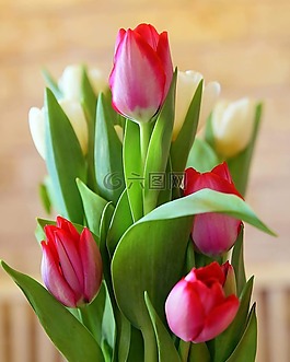 郁金香,花,自然