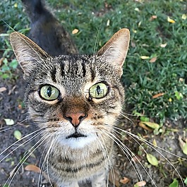 動物,寵物,貓