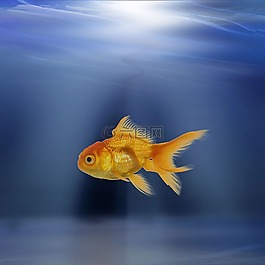 魚,水下,水族館