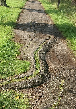 路徑,瀝青,根