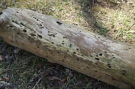 喂養(yǎng),孔,日志