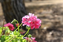 花,粉紅色,佩爾吉內(nèi)瓦爾達(dá)爾諾
