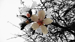 花,分支機構,性質(zhì)