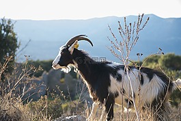 科西嘉山羊,動(dòng)物,海