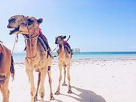 駱駝,海洋,旅行