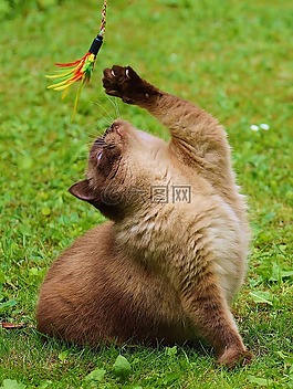 貓,英國短毛貓,播放